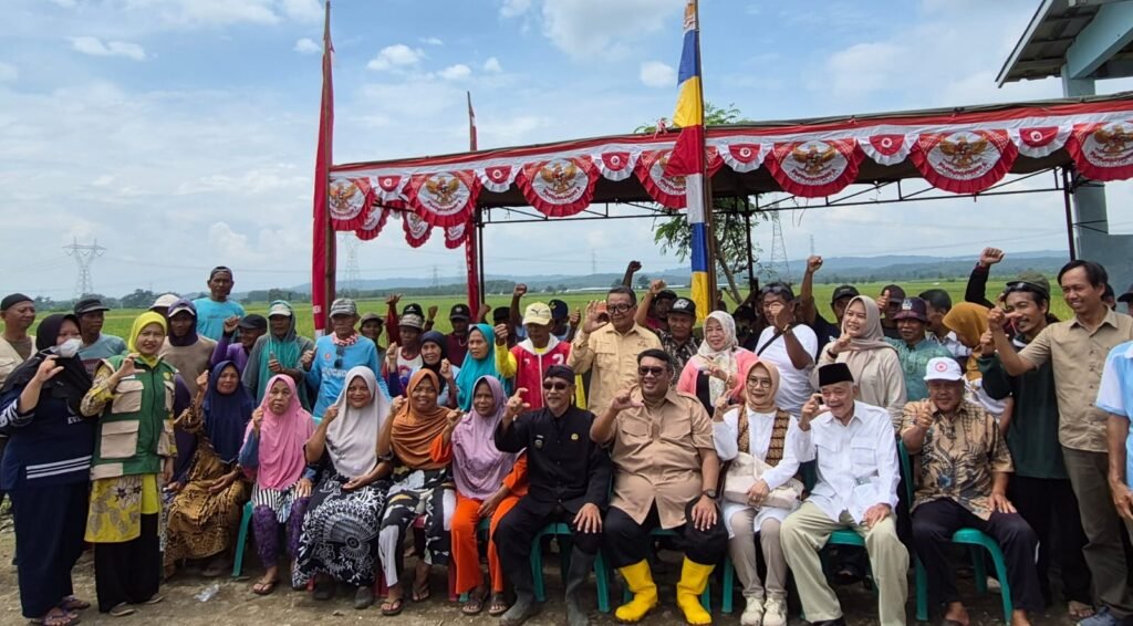 Suasana panen raya bersama sekitar 100 petani di lahan pertanian Desa Karangwareng Cirebon