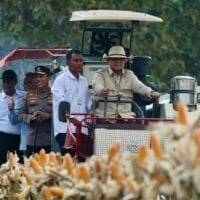 Prabowo Turun Langsung Panen Jagung di Tuban