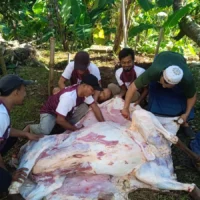 Gerindra Kabupaten Bogor Salurkan 14 Ekor Sapi Kurban di 6 Dapil Gerindra Kabupaten Bogor Salurkan Sapi Kurban ke Enam Dapil