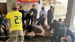 Gerindra Kuningan Laksanakan Penyembelihan Hewan Kurban